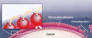 La membrane cellulaire - Article oenobiol