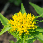 rhodiola